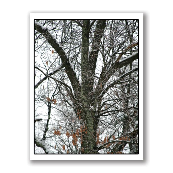 Photo Greeting Card Of Snow Covered Tree by Kurt Neumann